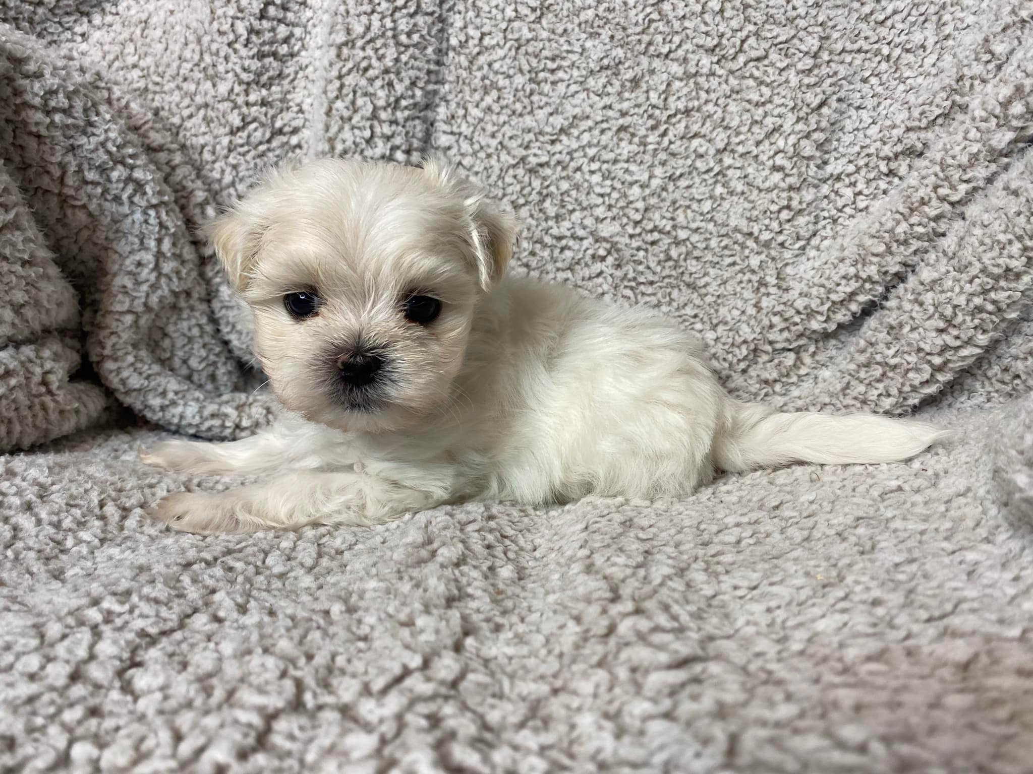 Maltese Puppy For Adoption