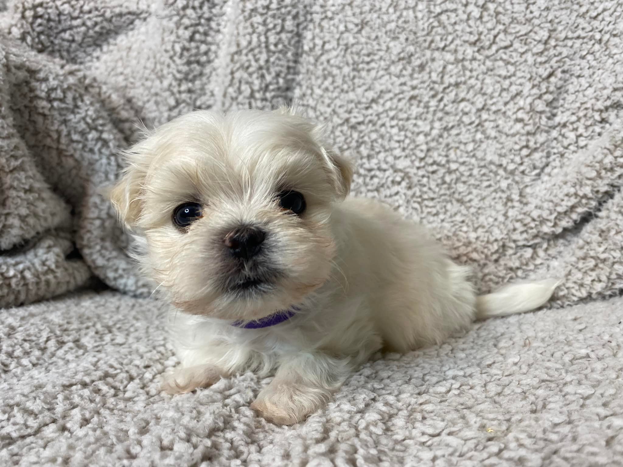 Maltese Puppy For Adoption