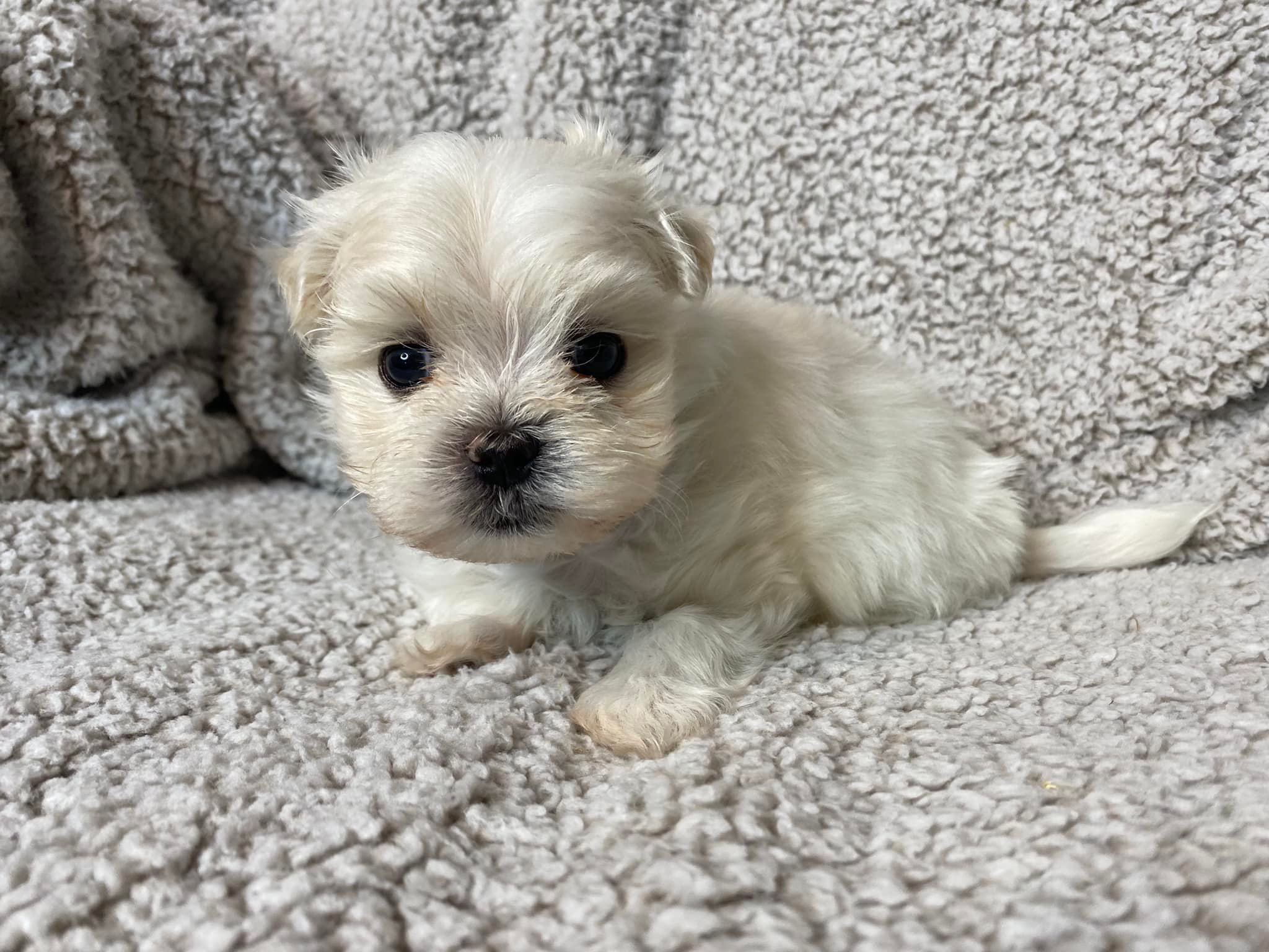 maltese puppy