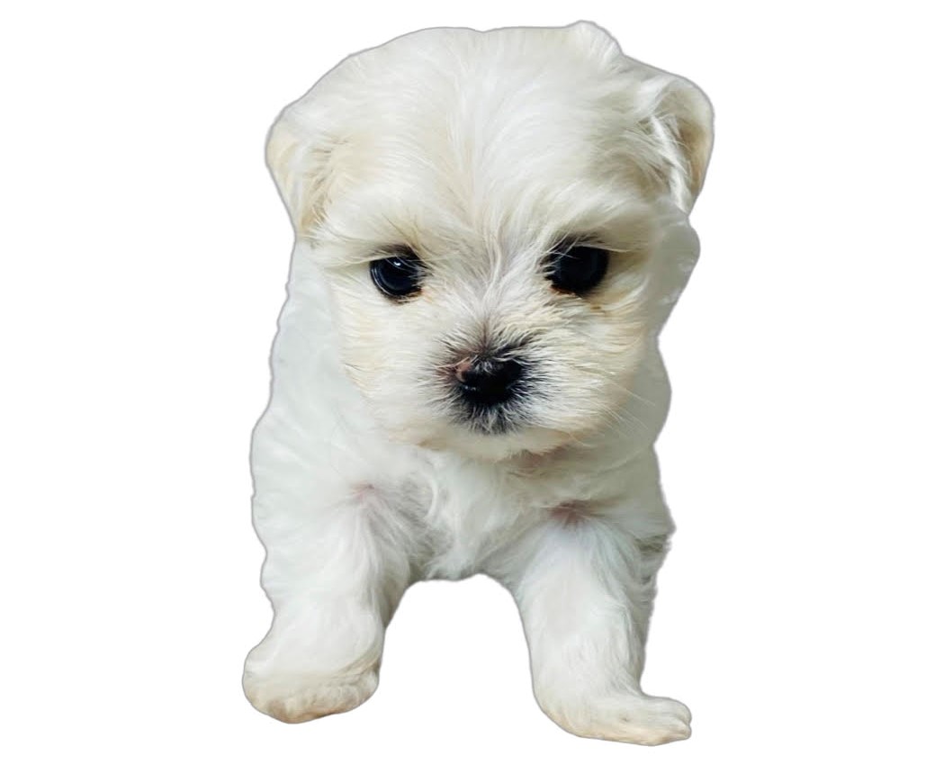 maltese puppy